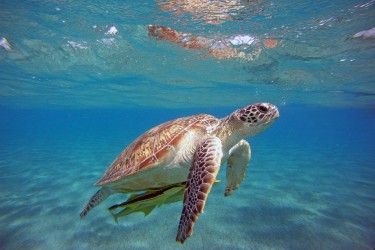 caretta caretta 