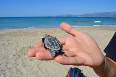 caretta caretta 